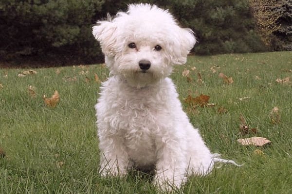 Bichon store dog hypoallergenic